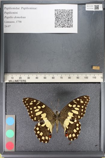Media type: image;   Entomology 137593